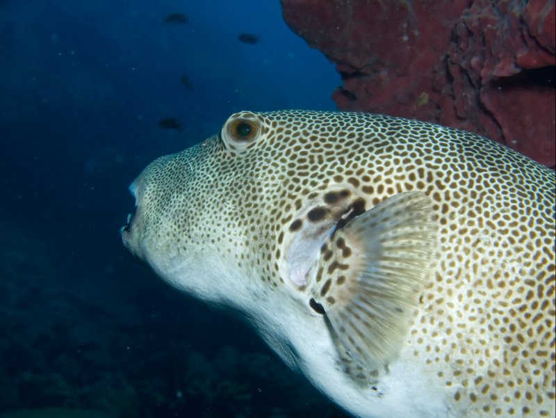 Puffer Fish